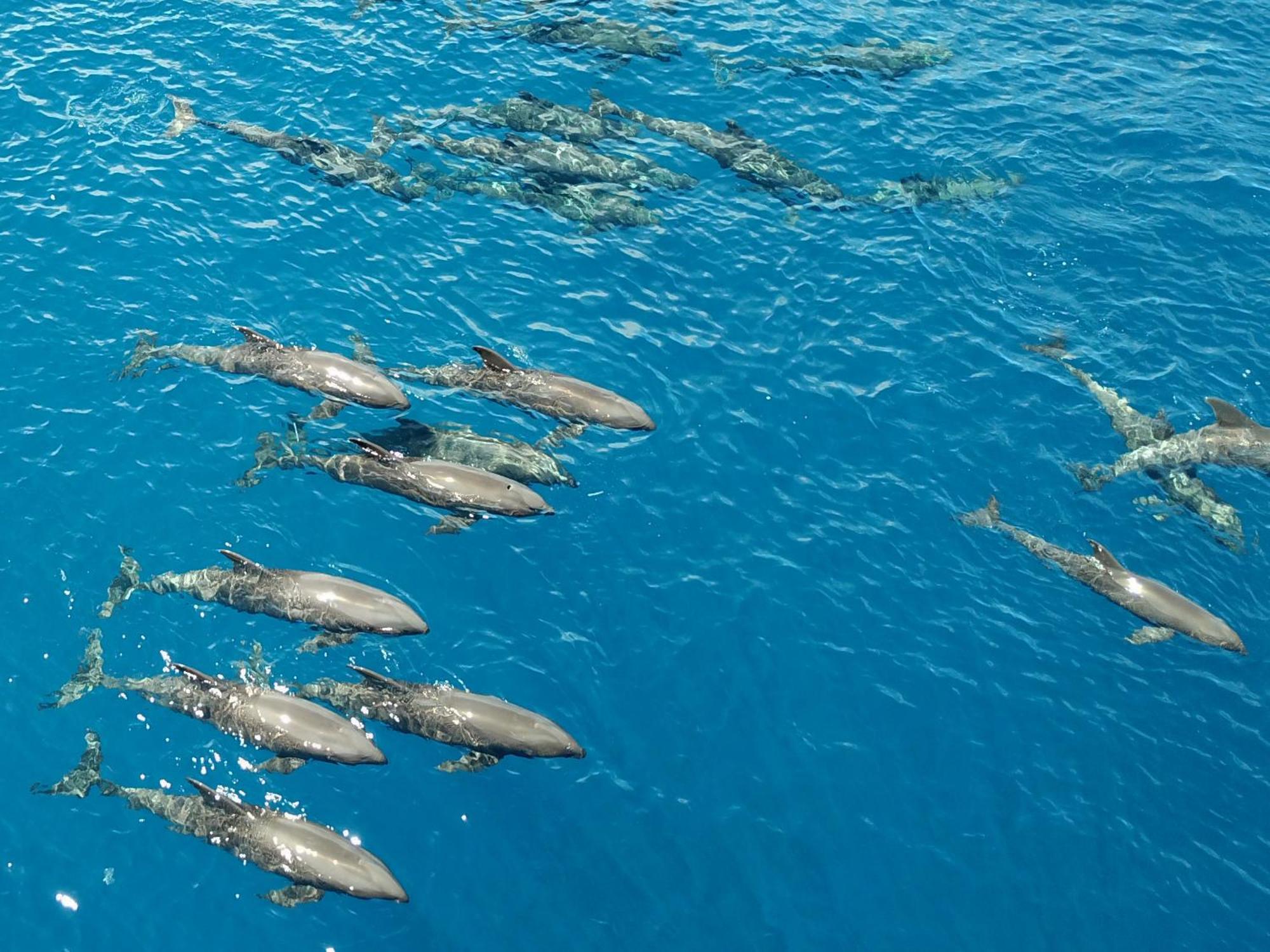 Atauro Dive Resort Beloi Экстерьер фото