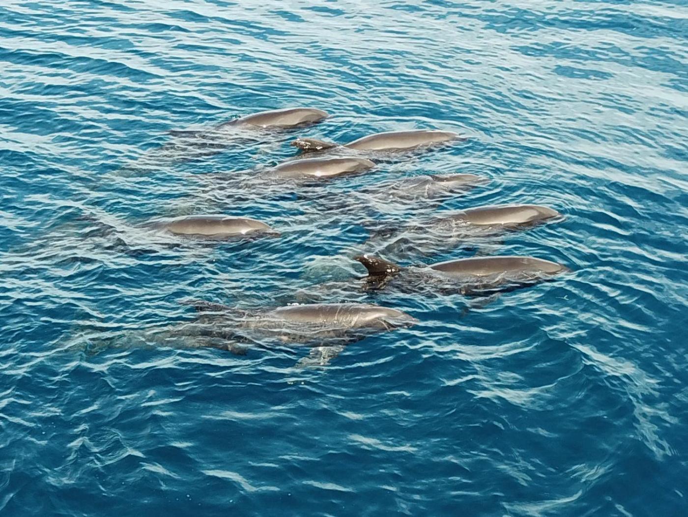 Atauro Dive Resort Beloi Экстерьер фото