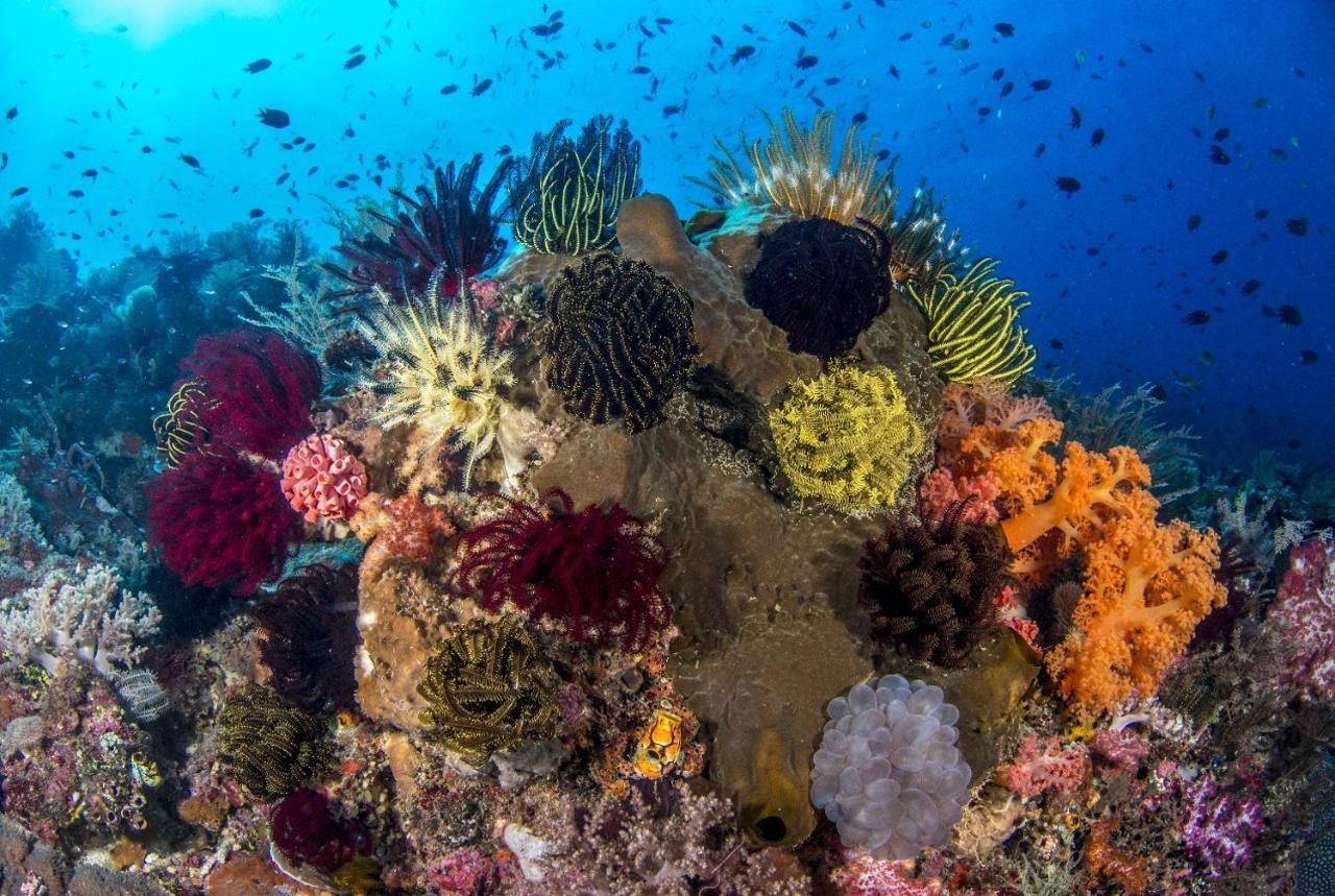Atauro Dive Resort Beloi Экстерьер фото