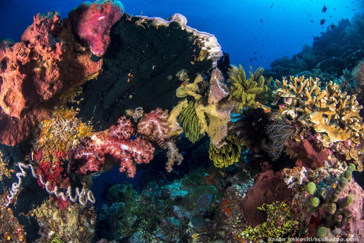 Atauro Dive Resort Beloi Экстерьер фото