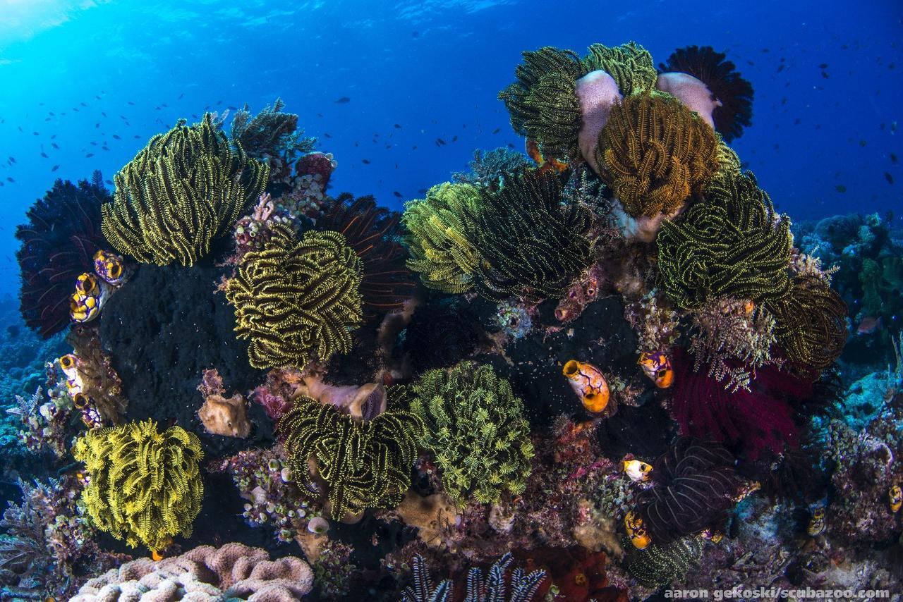 Atauro Dive Resort Beloi Экстерьер фото