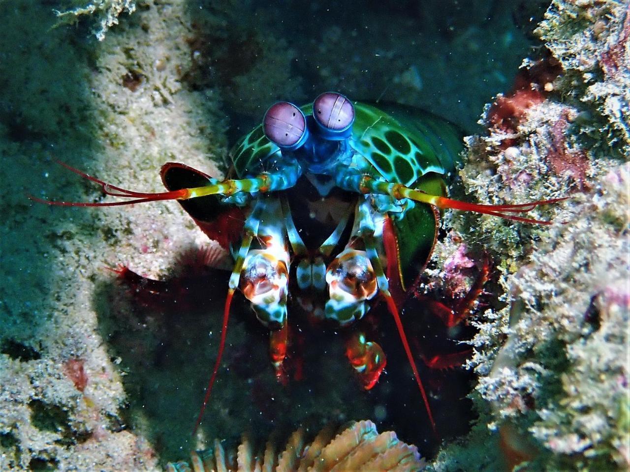 Atauro Dive Resort Beloi Экстерьер фото